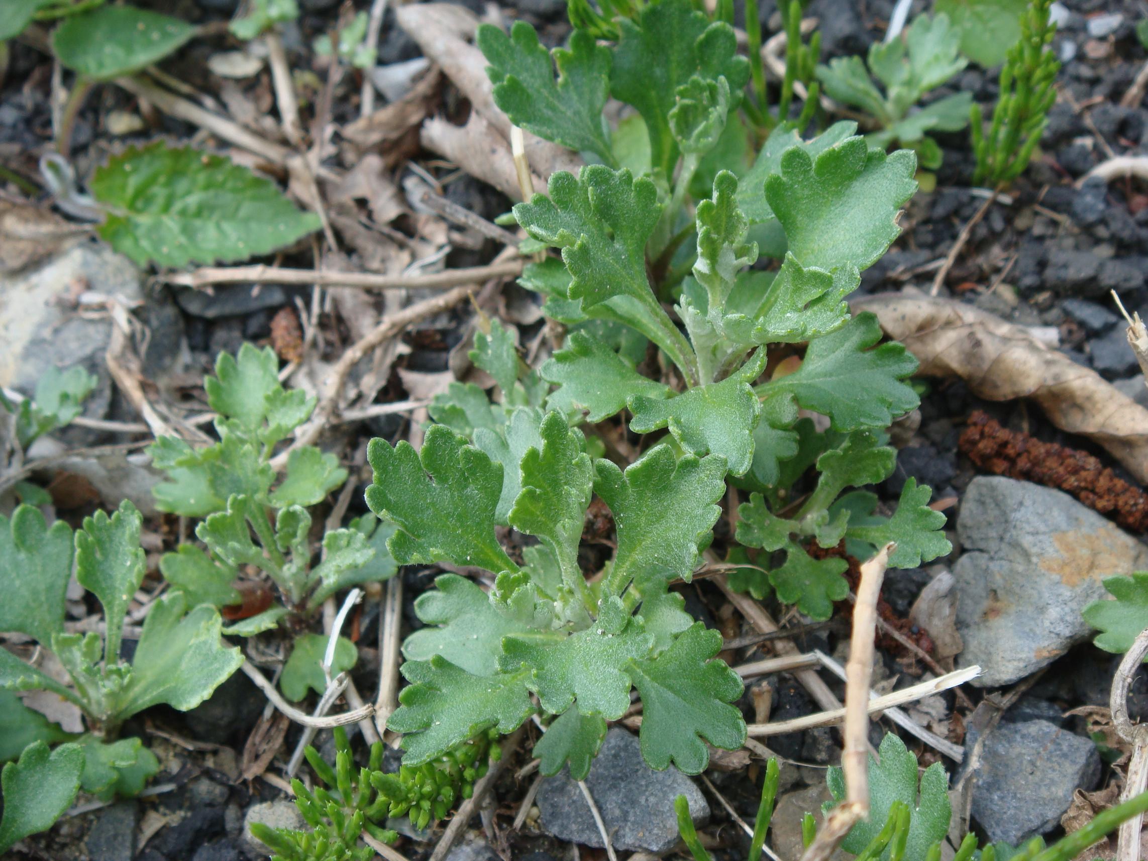Chrysanthemum zawadskii Herbich subsp. yezoense (Maekawa) Y. N. Lee
